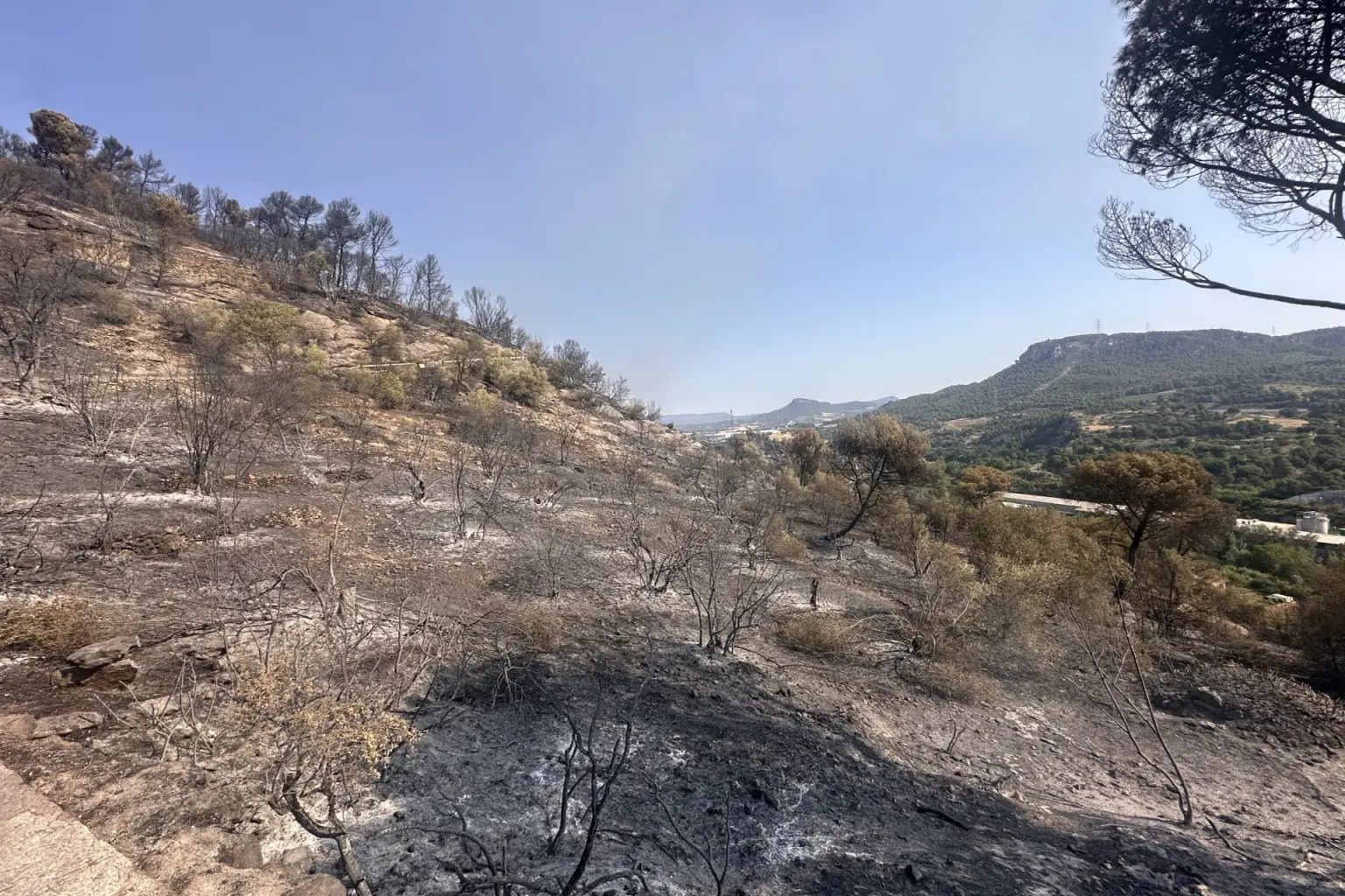 Detingut autor incendi Carme